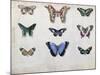 Butterflies from Brazil and Guyana, Mid 19th Century-Edouard Travies-Mounted Giclee Print