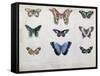 Butterflies from Brazil and Guyana, Mid 19th Century-Edouard Travies-Framed Stretched Canvas