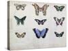 Butterflies from Brazil and Guyana, Mid 19th Century-Edouard Travies-Stretched Canvas