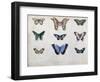 Butterflies from Brazil and Guyana, Mid 19th Century-Edouard Travies-Framed Giclee Print