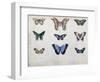 Butterflies from Brazil and Guyana, Mid 19th Century-Edouard Travies-Framed Giclee Print