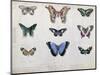 Butterflies from Brazil and Guyana, Mid 19th Century-Edouard Travies-Mounted Giclee Print