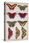 Butterflies from 'Histoire Naturelle Des Insectes' by M. Olivier (Coloured Engraving)-Robert Benard-Stretched Canvas