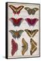 Butterflies from 'Histoire Naturelle Des Insectes' by M. Olivier (Coloured Engraving)-Robert Benard-Framed Stretched Canvas