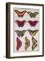 Butterflies from 'Histoire Naturelle Des Insectes' by M. Olivier (Coloured Engraving)-Robert Benard-Framed Giclee Print