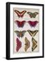 Butterflies from 'Histoire Naturelle Des Insectes' by M. Olivier (Coloured Engraving)-Robert Benard-Framed Giclee Print