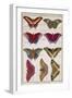 Butterflies from 'Histoire Naturelle Des Insectes' by M. Olivier (Coloured Engraving)-Robert Benard-Framed Giclee Print