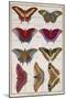 Butterflies from 'Histoire Naturelle Des Insectes' by M. Olivier (Coloured Engraving)-Robert Benard-Mounted Giclee Print