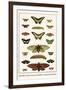 Butterflies, Garden Acraeas, Caterpillars, Ornamented Utetheisas,-Albertus Seba-Framed Art Print