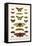 Butterflies, Garden Acraeas, Caterpillars, Ornamented Utetheisas,-Albertus Seba-Framed Stretched Canvas