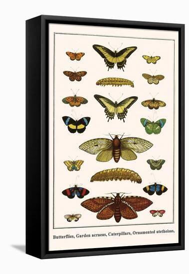 Butterflies, Garden Acraeas, Caterpillars, Ornamented Utetheisas,-Albertus Seba-Framed Stretched Canvas