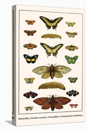 Butterflies, Garden Acraeas, Caterpillars, Ornamented Utetheisas,-Albertus Seba-Stretched Canvas