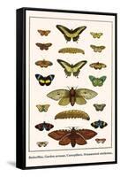 Butterflies, Garden Acraeas, Caterpillars, Ornamented Utetheisas,-Albertus Seba-Framed Stretched Canvas