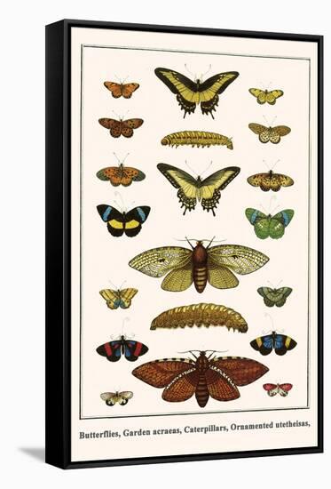 Butterflies, Garden Acraeas, Caterpillars, Ornamented Utetheisas,-Albertus Seba-Framed Stretched Canvas