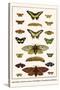 Butterflies, Garden Acraeas, Caterpillars, Ornamented Utetheisas,-Albertus Seba-Stretched Canvas