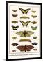 Butterflies, Garden Acraeas, Caterpillars, Ornamented Utetheisas,-Albertus Seba-Framed Art Print