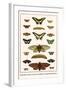 Butterflies, Garden Acraeas, Caterpillars, Ornamented Utetheisas,-Albertus Seba-Framed Art Print