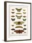 Butterflies, Garden Acraeas, Caterpillars, Ornamented Utetheisas,-Albertus Seba-Framed Art Print