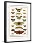 Butterflies, Garden Acraeas, Caterpillars, Ornamented Utetheisas,-Albertus Seba-Framed Art Print