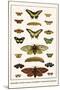 Butterflies, Garden Acraeas, Caterpillars, Ornamented Utetheisas,-Albertus Seba-Mounted Art Print