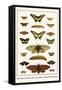 Butterflies, Garden Acraeas, Caterpillars, Ornamented Utetheisas,-Albertus Seba-Framed Stretched Canvas