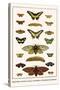 Butterflies, Garden Acraeas, Caterpillars, Ornamented Utetheisas,-Albertus Seba-Stretched Canvas