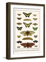 Butterflies, Garden Acraeas, Caterpillars, Ornamented Utetheisas,-Albertus Seba-Framed Art Print