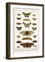 Butterflies, Garden Acraeas, Caterpillars, Ornamented Utetheisas,-Albertus Seba-Framed Art Print