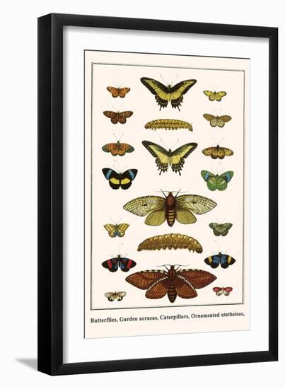 Butterflies, Garden Acraeas, Caterpillars, Ornamented Utetheisas,-Albertus Seba-Framed Art Print