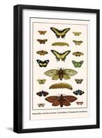 Butterflies, Garden Acraeas, Caterpillars, Ornamented Utetheisas,-Albertus Seba-Framed Art Print