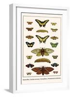 Butterflies, Garden Acraeas, Caterpillars, Ornamented Utetheisas,-Albertus Seba-Framed Art Print