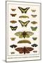 Butterflies, Garden Acraeas, Caterpillars, Ornamented Utetheisas,-Albertus Seba-Mounted Art Print