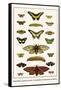 Butterflies, Garden Acraeas, Caterpillars, Ornamented Utetheisas,-Albertus Seba-Framed Stretched Canvas