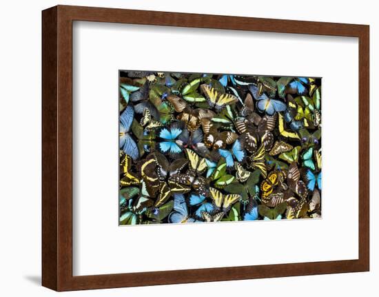 Butterflies grouped together to make pattern, Sammamish, Washington State-Darrell Gulin-Framed Photographic Print