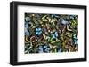 Butterflies grouped together to make pattern, Sammamish, Washington State-Darrell Gulin-Framed Photographic Print