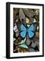 Butterflies grouped together to make pattern with mountain blue swallowtail.-Darrell Gulin-Framed Photographic Print