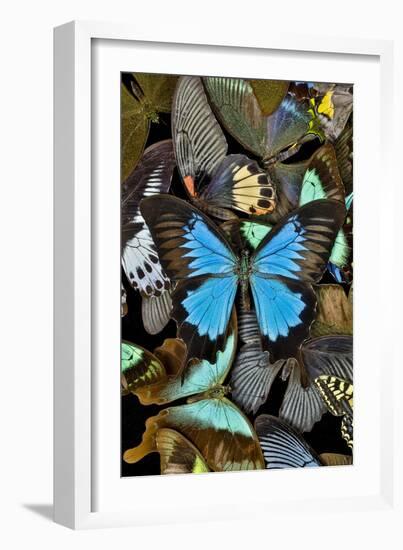 Butterflies grouped together to make pattern with mountain blue swallowtail.-Darrell Gulin-Framed Photographic Print