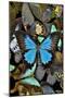 Butterflies grouped together to make pattern with mountain blue swallowtail.-Darrell Gulin-Mounted Photographic Print