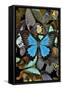 Butterflies grouped together to make pattern with mountain blue swallowtail.-Darrell Gulin-Framed Stretched Canvas