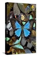 Butterflies grouped together to make pattern with mountain blue swallowtail.-Darrell Gulin-Stretched Canvas