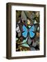 Butterflies grouped together to make pattern with mountain blue swallowtail.-Darrell Gulin-Framed Photographic Print