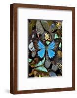 Butterflies grouped together to make pattern with mountain blue swallowtail.-Darrell Gulin-Framed Photographic Print