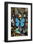 Butterflies grouped together to make pattern with mountain blue swallowtail.-Darrell Gulin-Framed Photographic Print