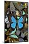 Butterflies grouped together to make pattern with mountain blue swallowtail.-Darrell Gulin-Mounted Photographic Print