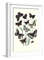 Butterflies: H. Circe, H. Hermione-William Forsell Kirby-Framed Art Print