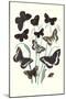 Butterflies: H. Circe, H. Hermione-William Forsell Kirby-Mounted Art Print