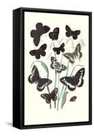 Butterflies: H. Circe, H. Hermione-William Forsell Kirby-Framed Stretched Canvas