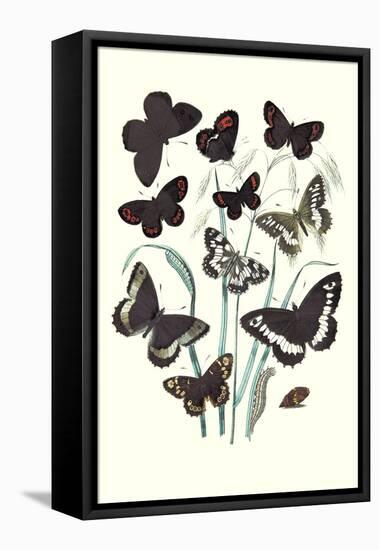 Butterflies: H. Circe, H. Hermione-William Forsell Kirby-Framed Stretched Canvas
