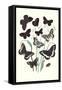 Butterflies: H. Circe, H. Hermione-William Forsell Kirby-Framed Stretched Canvas