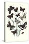 Butterflies: H. Circe, H. Hermione-William Forsell Kirby-Stretched Canvas